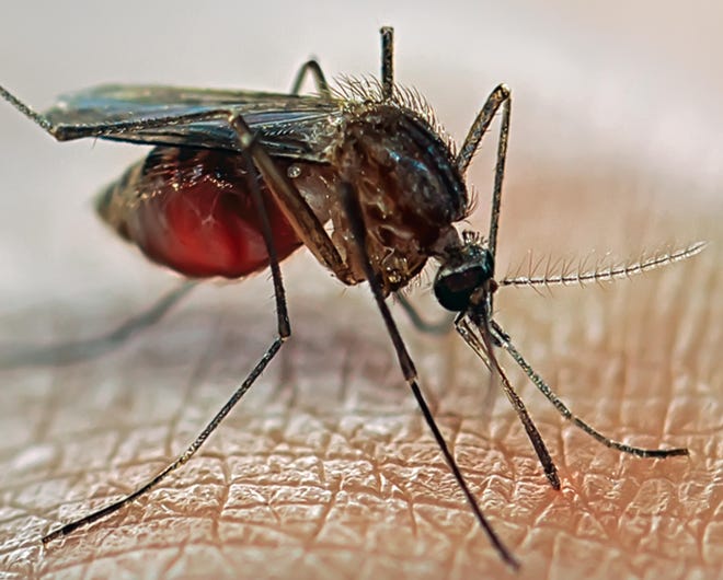 Massachusetts has had a record number of cases of West Nile disease in 2018.
