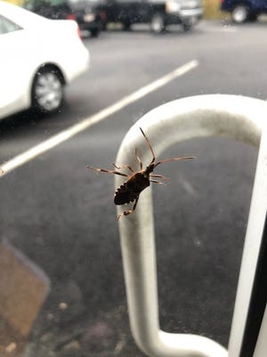 Over the past few weeks, area residents have been noticing a lot of this insect around their homes and businesses. It is the western conifer seed bug, often mistaken for a stink bug. [Courtesy photo/Kaitlyn O'Donnell, Norfolk County Mosquito Control entomologist]
