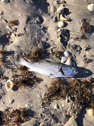 A dead fish on Vero Beach on Monday, where the red tide algae bloom known as Karenia brevis has been found along beaches in Indian River County. [Photo courtesy of Mitchell Roffer]