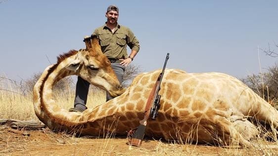 Blake Fischer also shot a giraffe on his trip to Africa. "This photo doesn't do it justice, when we walked up on this guy, it was shocking how big it was. Look at me and the rifle compared to it. It is all I can do to hold the head up," he wrote in an email to friends and colleagues. (Idaho governor's office/handout)