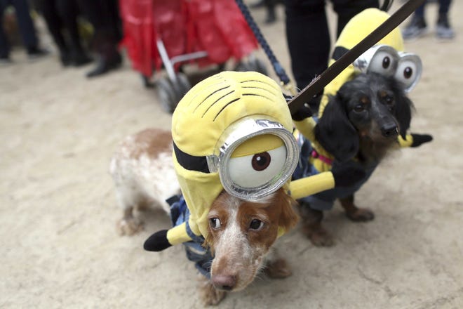 Costumes are fun for Halloween, but make sure they fit your pet properly and don't cause any distress. [News-Tribune file]