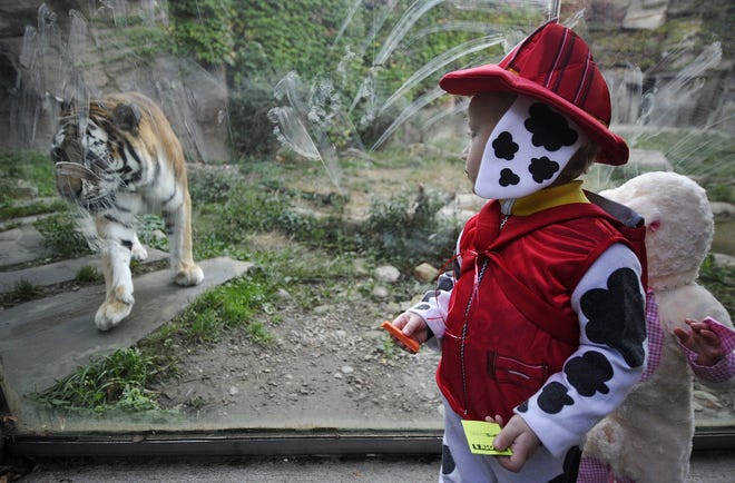 Isaac Senger and his sister, Isabella, watch an Amur tiger during 2017's ZooBoo at the Erie Zoo. [FILE PHOTO/ERIE TIMES-NEWS]