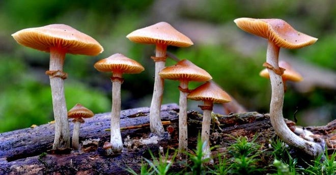A study by Imperial College London found psilocybin from mushrooms like these to effective medicine for treatment-resistant depression. 

[Photo courtesy Imperial College London]
