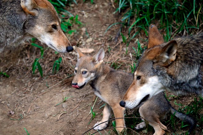 FILE - In this June 13, 2017 file photo, the parents of a 7-week old red wolf pup keep an eye on their offspring at the Museum of Life and Science in Durham, N.C. Conservationists told a judge Wednesday, Oct. 17, 2018, that an imminent federal plan to shrink the territory of the only wild red wolves would hasten the animal’s extinction. Lawyers for the U.S. Fish and Wildlife Service, however, countered that new rules for the red wolf program, set to be finalized next month, mean that the conservationists’ current arguments are moot. The federal lawyers say a new lawsuit would need to be filed to halt new plans set to be finalized by the end of November. (AP Photo/Gerry Broome, File)