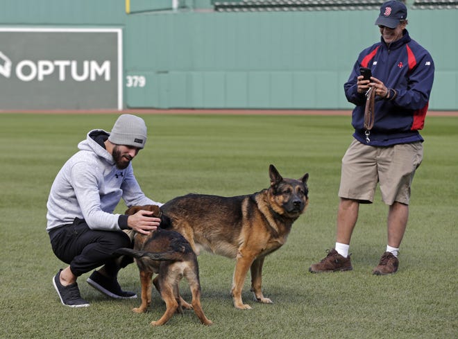 Boston Red Sox pitcher Rick Porcello, left, plays with his 4-month-old puppy, Bronco, whose father is service dog, Drago, owned by head groundskeeper Dave Mellor, right, during a baseball work out at Fenway Park, Sunday. [ELISE AMENDOLA/AP PHOTO]