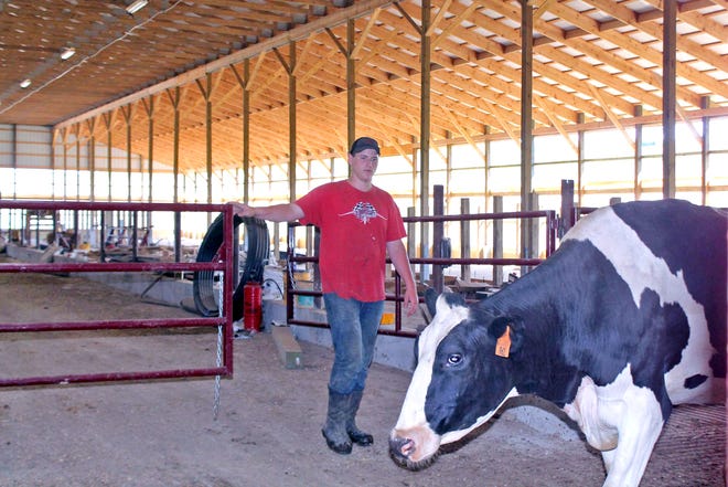 John Hughes directs a Holstein cow to a different area.