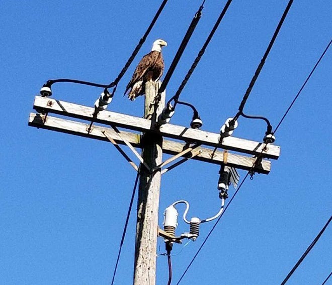 A bald eagle was recently sighted perching on a light pole at the corner of East McClure and East Streets in Kewanee, near the property of Robert Hensley and Michael Helgert.