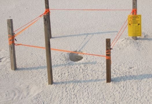 South Walton Turtle Watch sets up stakes and ropes off sea turtle nest in Walton County. [CONTRIBUTED PHOTO]