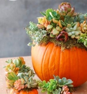 The Sutton Garden Club's November meeting will focus on how to make a pumpkin succulent planter at the annual hands-on workshop with Tina Bemis of Bemis Farms Nursery in Spencer. [Contributed]