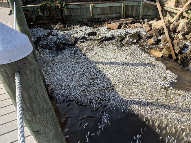Bayshore Drive resident Skip Miller said the smell was bad and would only going to get worse. He's hoping the high tide will wash some fish away. [CONTRIBUTED PHOTO]