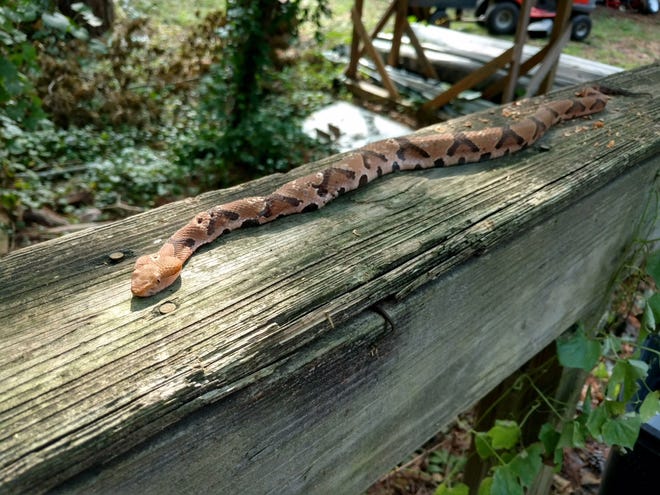A copperhead snake spotted this fall outside a home on Dundee Road, and across Evans Lake from the home of Wes Jones in the Summertime Road/Skye Drive neighborhood. [CONTRIBUTED PHOTO]