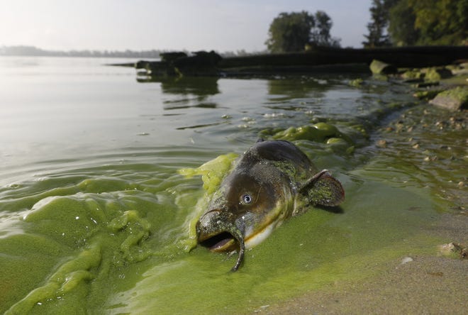 Algae blooms on Lake Erie this past summer weren’t as bad as scientists originally forecast, according to the National Oceanographic and Atmospheric Administration. In this Sept. 20, 2017 file photo, a catfish appears on the shoreline in the algae-filled waters of North Toledo, Ohio. [Andy Morrison/The Blade via AP]
