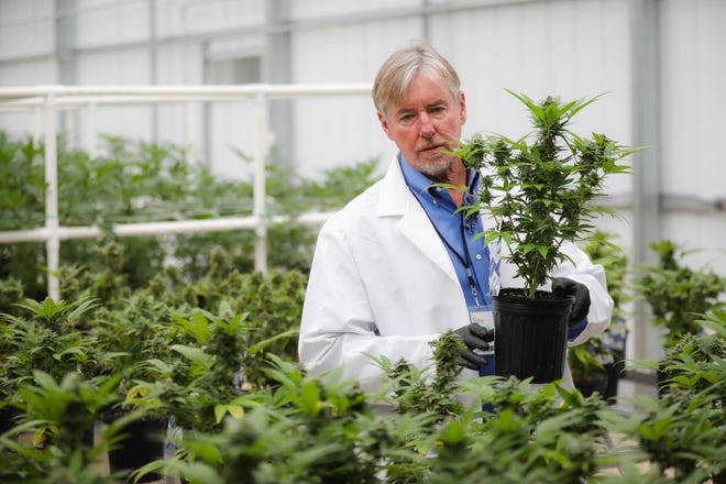 Robert Wallace, president of CHT Medical in Alachua, shows off a high-THC marijuana plant during a media tour of the facility. A constitutional amendment that broadly leagalized medical marijuana has come under fire partly because the law capped the number of medical marijuana licenses that can be issued. [Gatehouse Media File]