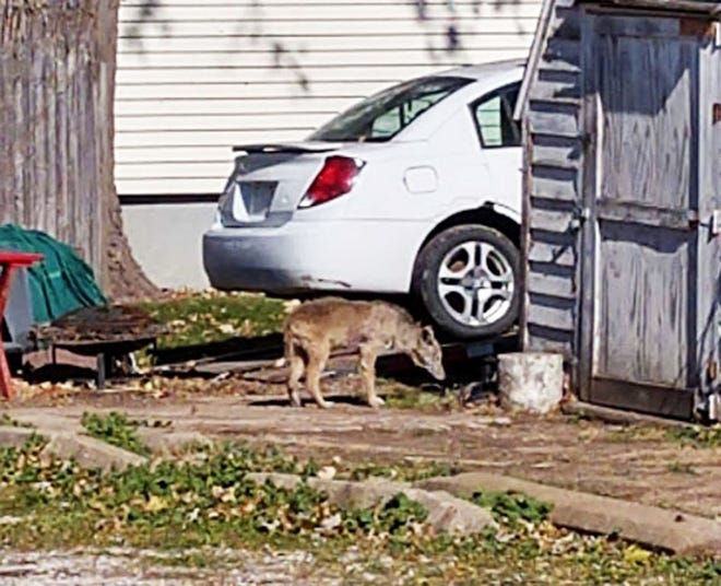 Haydn Motley snapped this photo of what appears to be a coyote at a residence near Irving School in Kewanee earlier this week.
