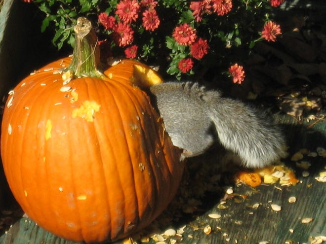Arnold Dickinson of Kittery, Maine, submitted this photo of a gray squirrel enjoying pumpkin seeds.