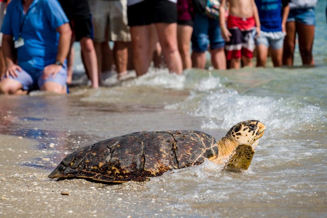 Tiffany, an adult female hawksbill turtle, heads into the ocean during her release outside the Loggerhead Marinelife Center in Juno Beach on Aug. 23. Tiffany was found in the St. Lucie Power Plant intake canal last December covered with barnacles, an indication of chronic illness. [Richard Graulich/palmbeachpost.com]