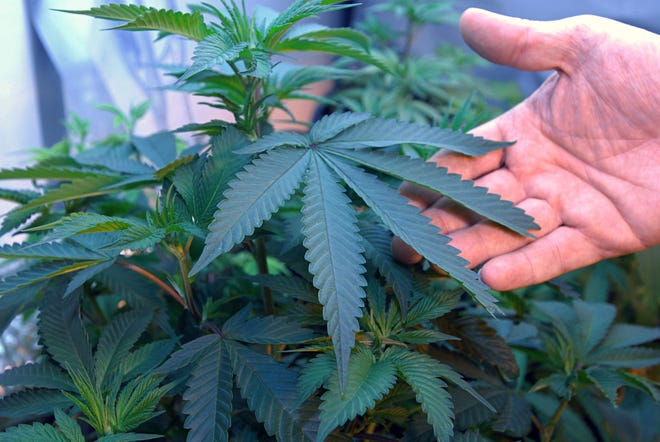 This April 21, 2011 file photo shows marijuana growing in the home of two medical marijuana patients in Medford, Ore. Michigan voters approved the recreational usage of marijuana on Tuesday. (AP Photo/Jeff Barnard, File)