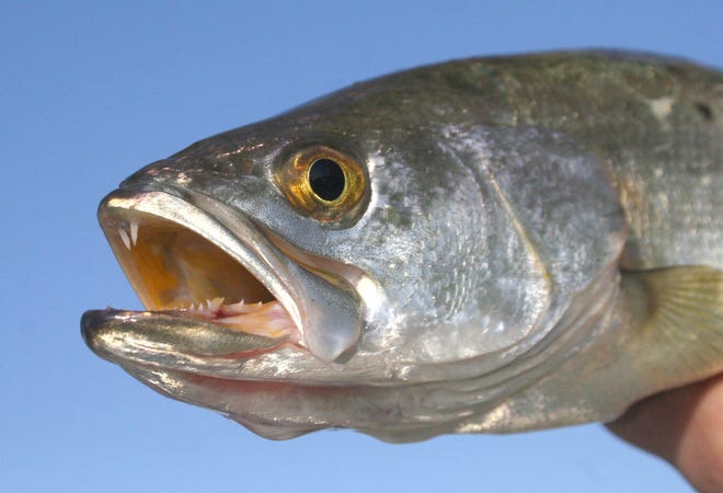 Trout are taking shrimp/cork combos south of Stickney Point. [FILE PHOTO]