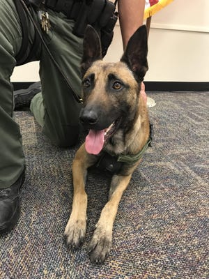 Phantom is the latest K-9 that the Manatee Kennel Club purchased for the Manatee Sheriff's Office. [MANATEE SHERIFF'S OFFICE PHOTO]