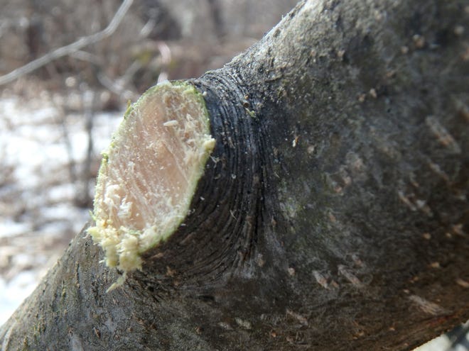 Cut just outside the branch collar, leaving the wrinkled bark. [Henry Homeyer]