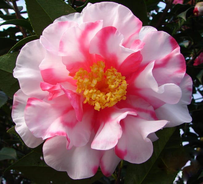 C. reticulata "Frank Houser Variegated" is one of the many varieties of locally grown camellias that will be on display at the Tidewater Camellia Club's Fall Show Nov. 17. [CONTRIBUTED PHOTO]