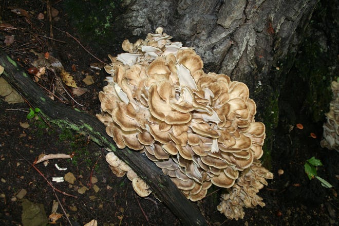 Black-staining polypore grows in clusters at the base of deciduous trees, especially oaks, and on the ground around stumps. [Mary V. Clark]