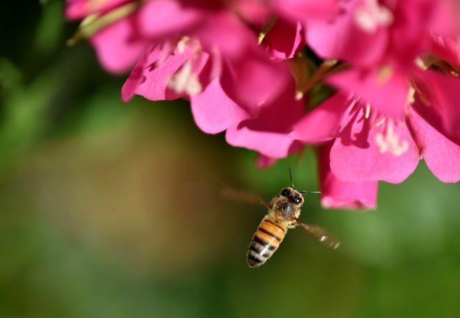 A honey bee visits the flower of a Dombeya Seminole in 2015 at The Society of the Four Arts' Philip Hulitar Sculpture Garden. A letter writer suggests 'Let’s come together to make our island safe by limiting toxic chemicals killing bees and potentially harming our children and pets." [Daily News file photo]