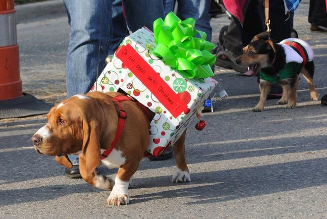 One of the costumed canines in a previous Holiday Hounds on Parade event. (File photo)