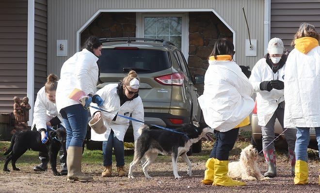 NJ Animal Emergency Working group staff with rescued dogs Wednesday. [NANCY ROKOS / STAFF PHOTOJOURNALIST]