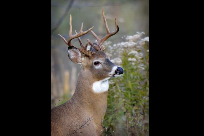 Wildlife photographer Charles Rumschlag, who lives in the Newport area, was on his way to church on a recent Sunday morning when he spotted and photographed this monster buck. It appears to be a 15-point, but could have as many as 16, depending on the size of the smaller points. The annual, two-week firearms deer hunting season begins this morning. Rumschlag would not identify specifically where he spotted the big buck, only to say it was in Monroe County. (Photo by CHARLES RUMSCHLAG)