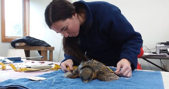 Sea turtle staff leader Maureen Duffy measures a Kemp’s ridley sea turtle. [PHOTO COURTESY WBWS]
