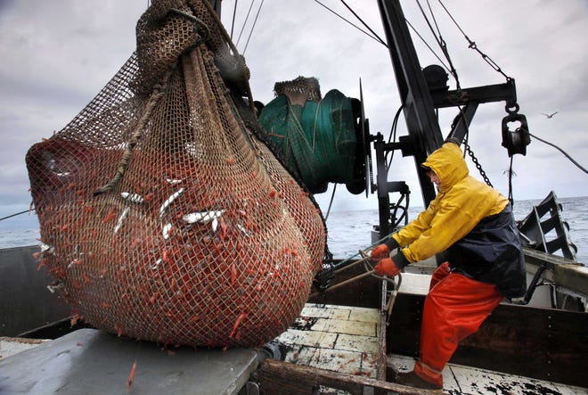 FILE - In this Jan. 6, 2012 photo, James Rich maneuvers a bulging net full of northern shrimp caught in the Gulf of Maine. Regulators are closing the Gulf of Maine winter shrimp season for another three years after receiving a dismal report on the depleted fishery. [AP Photo/Robert F. Bukaty, File]