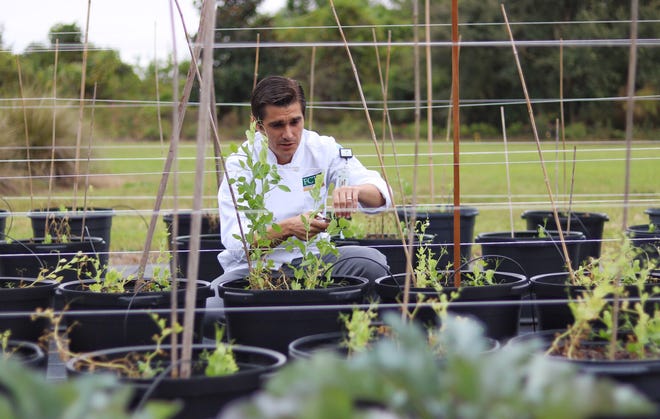 Instructor and Chef Kyle Forson harvests ingredients grown by agriscience students at the First Coast Technical College's organic farm for a meal that will be prepared and served by culinary students at Walter's Reef, the campus restaurant. [TRAVIS GIBSON/THE RECORD]