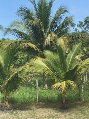 The palm trees in Rachel Forrest's back yard in Belize, where she is spending this Thanksgiving. [Photo by Rachel Forrest]