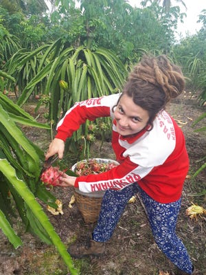 Katie Mascarenas harvests dragon fruit in Banyuwangi, Indonesia, during her recent odyssey around the world. Related story, Page B1. [COURTESY PHOTO]