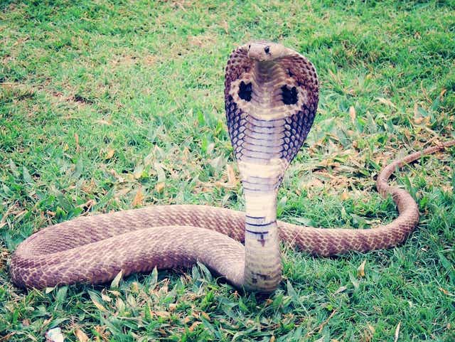 Dnr Seize Venomous Vipers Cobra At Jackson County Home