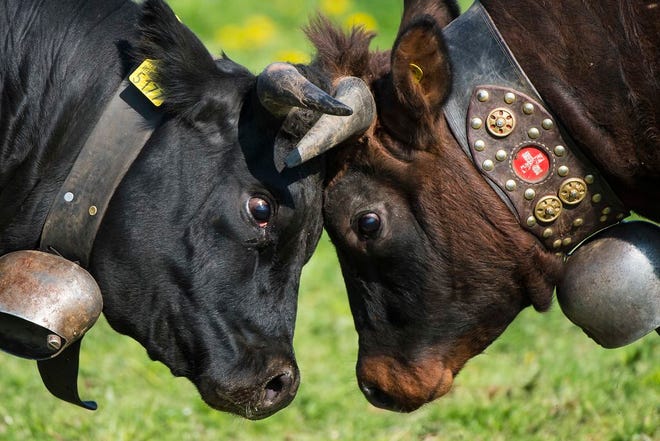 In this 2014 file photo two cows fight during the traditional "Combats de Reines" ("Battle of the Queens"), a cow fight in Bussy-Chardonney, western Switzerland. During the combat the cows simply push forehead against forehead. They also use their horns in different ways.