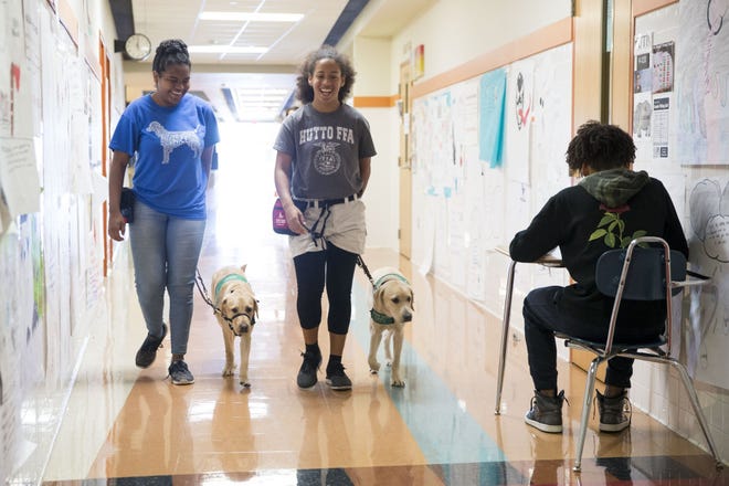 Izabelle Harris, left, and Mia Rafanan walk their in-training guide dogs to class at Hutto High School. Select students in the Future Farmers of America organization participate in the guide dog training program at the school, which is one of a handful of schools across the state that offer similar programs. [LYNDA M. GONZALEZ/AMERICAN-STATESMAN]