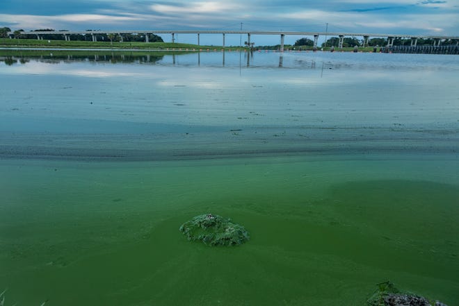 Algae floats on the water in the St. Lucie River at the Port Mayaca Lock and Dam, a release point for water coming out of Lake Okeechobee. [GREG LOVETT/PALMBEACHPOST.COM]