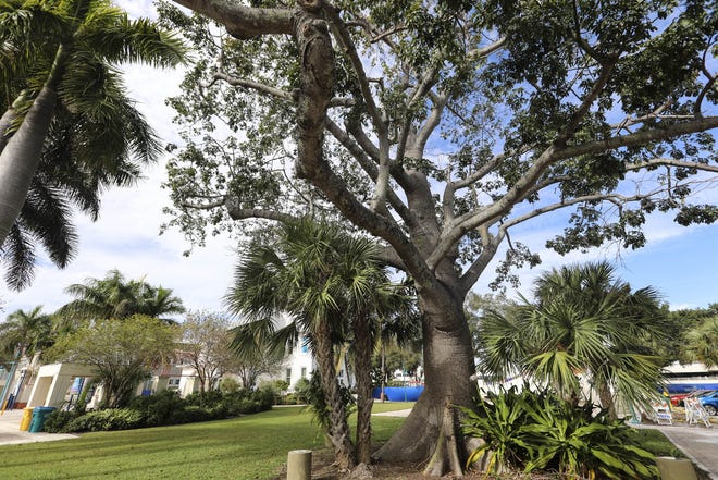 A kapok tree east of the Schoolhouse Children's Museum & Learning Center in Boynton Beach Thursday, November 29, 2018. It will be taken down to make way for new apartments and a restaurant in the Town Square project. [BRUCE R. BENNETT/palmbeachpost.com]