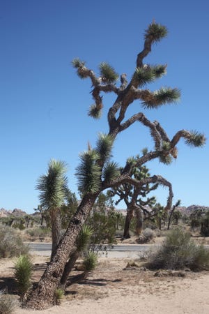 The park's iconic, namesake tree can be found throughout Joshua Tree National Park, Twentynine Palms, California. [Steve Stephens]
