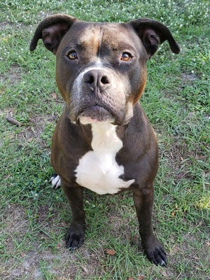 Tyson, a pouty-face gentleman, is 2 years old and a real heart throb. He is a boxer mix, does great with other dogs and is kid friendly. He LOVES treats and will sit on command. Tyson is available to adopt at our shelter. Meet him today.
