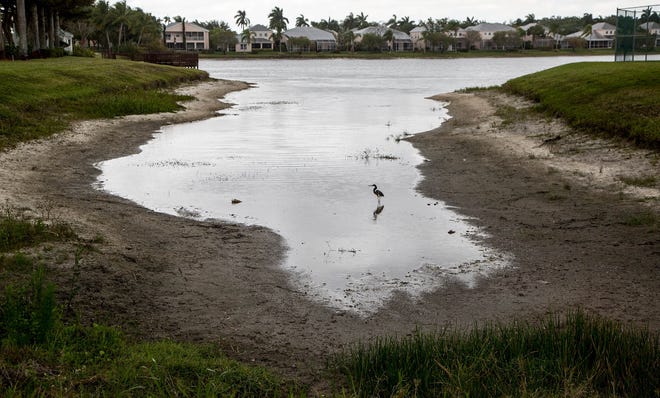 A heron wades in a lake that's used to water the landscape at the Wellington's Edge community in Wellington. Drought conditions in Palm Beach County this year have lowered the lake level several feet. (Allen Eyestone / Daily News)

*



old: A heron wades in a lake used to water the landscape at Wellington's Edge community in Wellington, Florida on April 19, 2017. Drought conditions in Palm Beach County this year have lowered the lake level several feet. During the drought in 2011 the management company considered drilling wells to replenish the lake, however no action was taken. (Allen Eyestone / The Palm Beach Post)