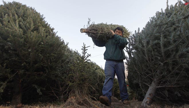 FILE - In this Nov. 2011 file photo, Joseph Kang carries a Christmas tree as he restocks the inventory at Noel's tree farm in Litchfield, N.H. A tight supply of Christmas trees this season could force consumers to not get the exact tree type they want, but there are enough evergreens to go around. (AP Photo/Charles Krupa, File)