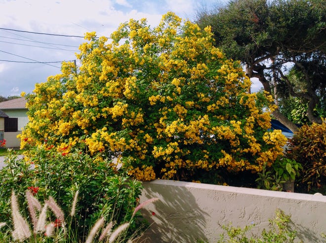 This stunning cassia tree is from the gardens of Wendy Rowan of Bethune Beach.