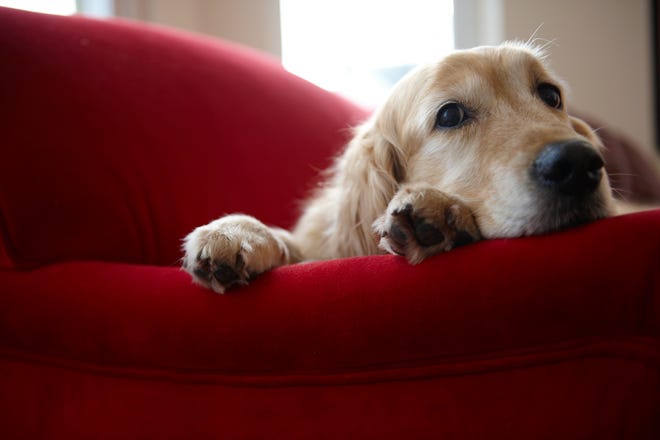 "Paw-ternity" leave for pet owners is among emerging perks for employees next year, one hiring manager says. [Thinkstock image]