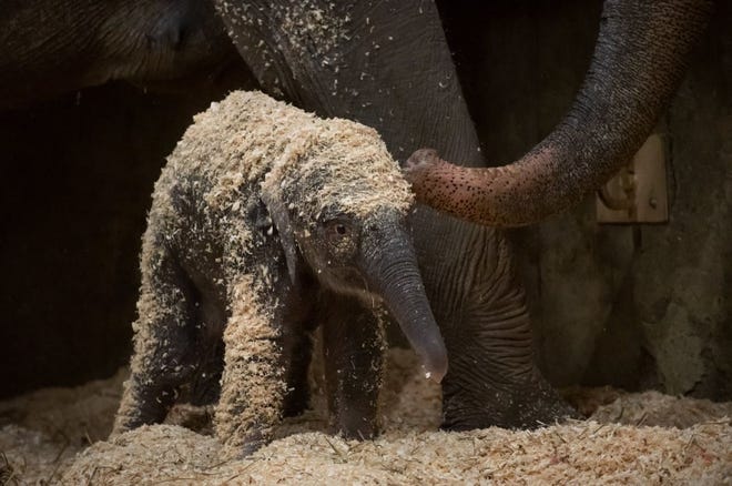 This baby Asian elephant was born at the Columbus Zoo and Aquarium on Thursday morning. [The Columbus Zoo and Aquarium]