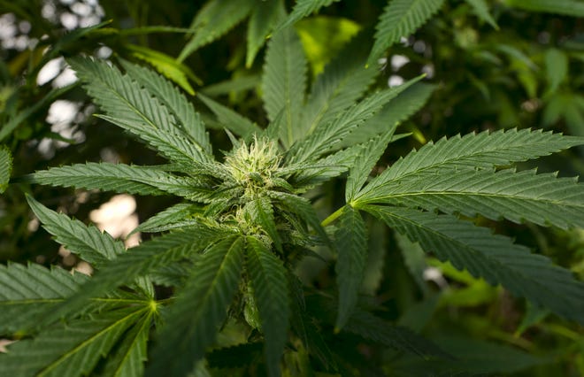 A marijuana plant in San Luis Obispo, Calif.