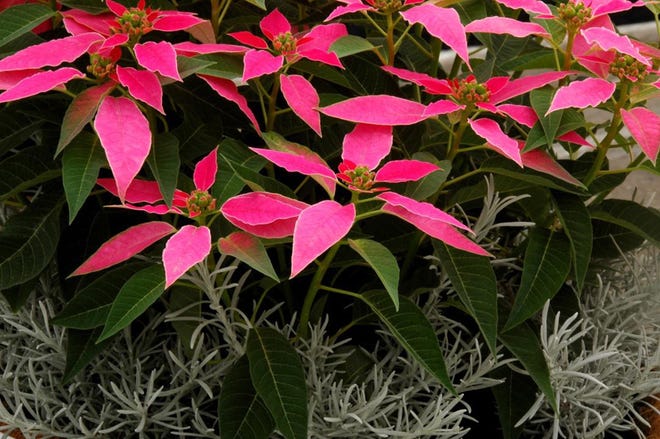 Mass poinsettias for a showy display. [Norman Winter/TNS]