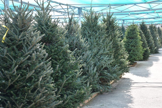 Cut Christmas trees are still alive when you purchase them. You'll need to keep yours on life support and in good shape for as long as possible. [Rick Bogren/LSU AgCenter]